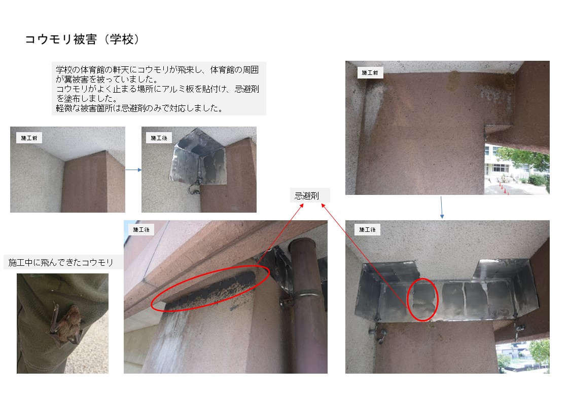 コウモリ対策 ビーエスティー東海